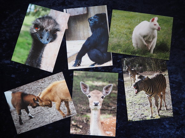 Postkartenserie "tierische Augenblicke"
